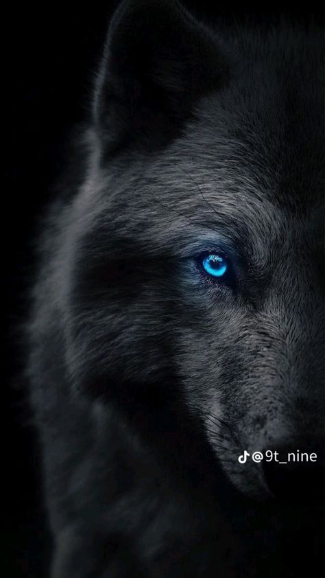 Iphone Wallpaper Wolf, Wallpaper Wolf, Wolf With Blue Eyes, Regard Animal, Wolf Background, Werewolf Aesthetic, Wolf Eyes, Hd Dark Wallpapers, Black Wallpaper Iphone Dark