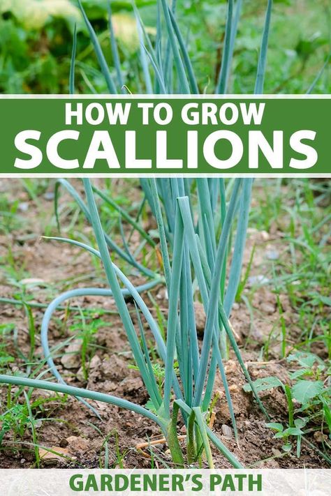 Scallions offer gardeners a mild onion taste without the months-long wait required to harvest and store other varieties. These bunching onions are easy-to-grow that stand upright in the garden, and reach maturity 50 to 70 days from sowing. Learn how to grow for scallions on Gardener's Path. #scallions #gardenerspath Growing Scallions, Garden Guilds, Simple Vegetable Garden, Bunching Onions, Farm Crops, Backyard Vegetable Garden, Kitchen Herb Garden, Raised Bed Gardens, Green Backyard