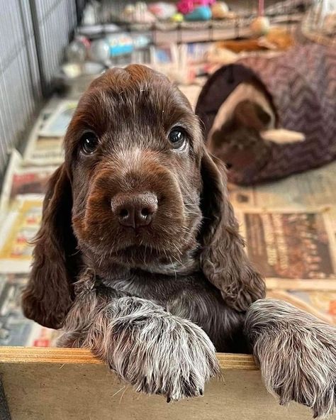 Cocker Spaniel Puppies, Cute Animals Puppies, Very Cute Dogs, English Cocker, Really Cute Dogs, English Cocker Spaniel, Spaniel Puppies, Cute Little Puppies, Cocker Spaniels