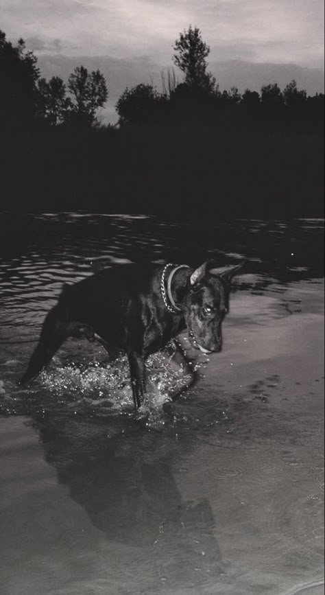 hi annie Doberman Black And White, Doberman Wallpaper, Dark Lockscreen, Doberman Aesthetic, Apocalyptic Aesthetic, Trap Star, We Are Not The Same, You Need Jesus, Black Doberman