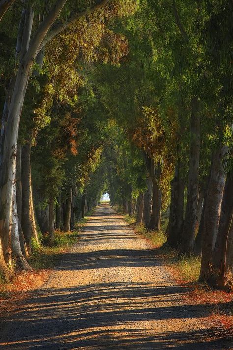 Tree Tunnel, Image Nature, The Road Less Traveled, Road Less Traveled, Dirt Road, Beautiful Tree, Nature Aesthetic, Nature Pictures, Beautiful World