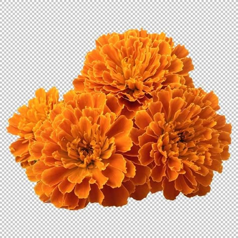 Flower Png Transparent, Parrot Wings, Herbalife Nutrition Club, Marigold Flowers, Kinds Of Flowers, Wedding Elements, Marigold Flower, Flower Bowl, Banner Background Images