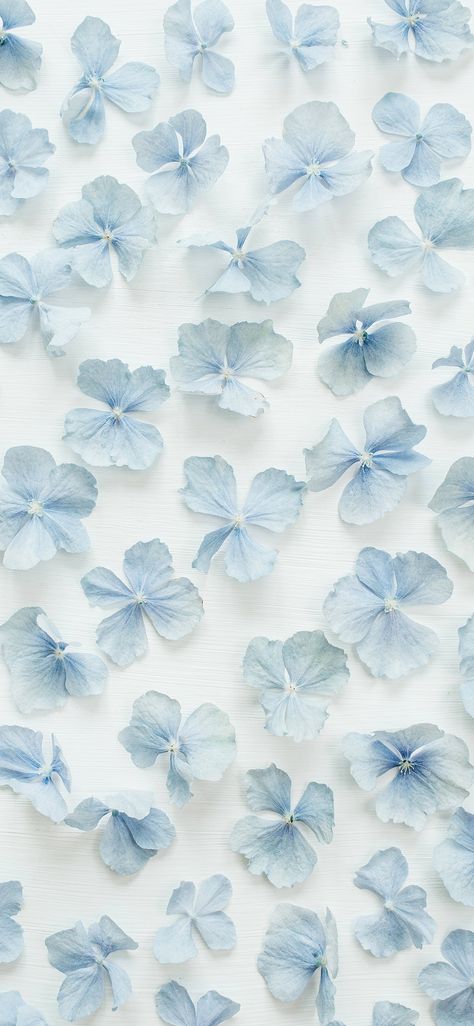 Blue Flowers Background, Hydrangea Wallpaper, Baby Blue Wallpaper, Blue Flower Wallpaper, Cute Blue Wallpaper, Light Blue Aesthetic, Blue Wallpaper Iphone, Blue Aesthetic Pastel, Light Blue Flowers