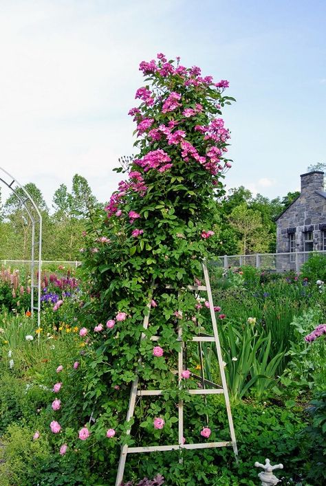 27 Amazing DIY Rose Trellis Ideas | Climbing Rose Trellis - Hello Lidy Diy Rose Trellis, Trellis For Roses, Rose Trellis Ideas, Rose Obelisk, Roses Trellis, Climbing Roses Trellis, Rustic Trellis, Flower Support, Hampton Garden