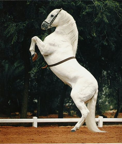 Dressage Movements, Classical Dressage, Lippizaner, The Ground, Pony Breeds, Andalusian Horse, Majestic Horse, All The Pretty Horses