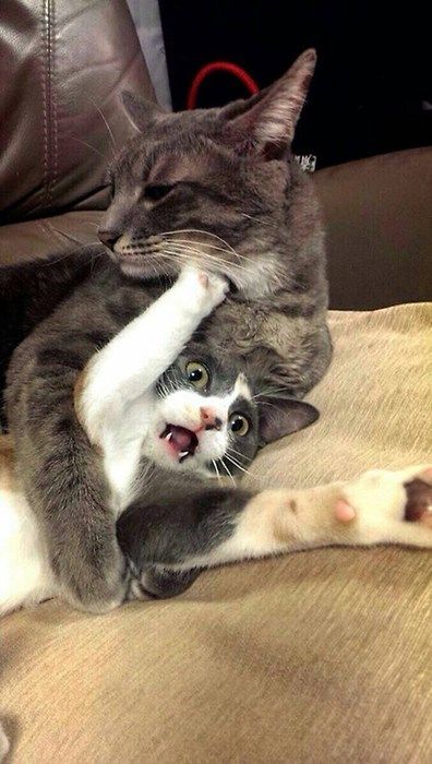 Kkkk Animal Humour, Söt Katt, Cute Cat Gif, Miyagi, Funny Animal Memes, Funny Animal Pictures, Cat Gif, Animal Memes, 귀여운 동물