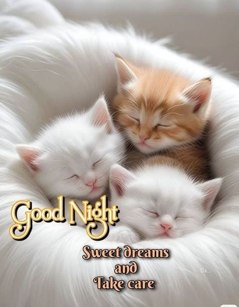 Blue Skies Ahead - Page 146 - Blogs & Forums Good Night Cute Images, Good Night Sweet Dreams Cute, Good Night Animals, Animal Good Morning, Good Night Cats, Sweet Dreams Good Night, Beautiful Good Night Messages, Night Blessings Quotes, Cute Good Night Quotes