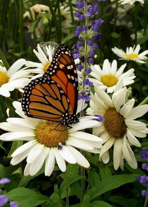 Butterfly Photo Papillon, Daisy Love, Butterflies And Dragonflies, Monarch Butterflies, Butterfly Pictures, Birds And Butterflies, Butterfly Kisses, Airbrush Art, Butterfly Garden