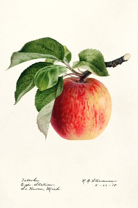 Apple Fruit Images, Gouache Tutorial, Apple Illustration, Watercolor Collection, Free Illustration Images, Fruits Images, Apple Art, Watercolor Fruit, Illustration Botanique