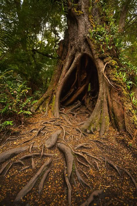 Large Tree Aesthetic, Hollow Tree Drawing, Big Tree Aesthetic, Tree Astethic, Trees Reference, Tree Person, Tree Hollow, Tree Hole, Cool Trees