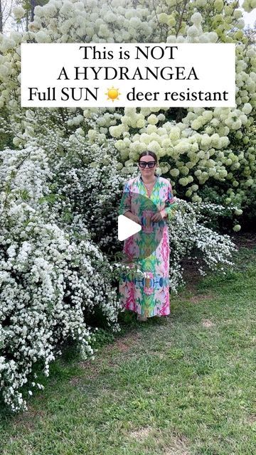 Carmen Johnston Gardens on Instagram: "The snowball vibernum bush can tolerate the freezing winter temperature of zone 6 and the summer heat down to zone 8, but does not do well in climates that are warmer or colder than this…but may take zone 9 in certain places.  Bridal wreath grows best in full sun, well-draining loamy or acidic soils, withstanding wintery weather and summer temperatures, growing naturally in zones 5 through 8." Large Area Landscaping Ideas, Zone 6 Flower Garden, Zone 6b Landscaping Ideas, Best Hydrangeas For Full Sun, Zone 8 Landscaping Front Yards, Front Of House Landscape Ideas Full Sun, Zone 7b Landscaping, Zone 8b Landscaping, Zone 10 Landscaping