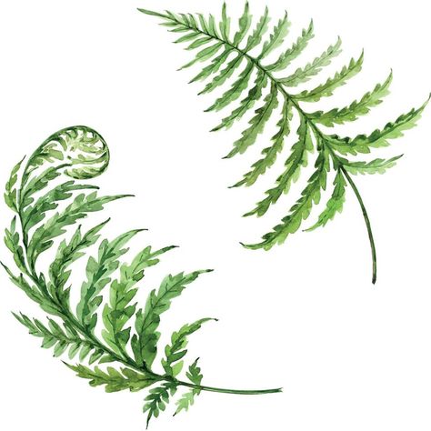 Fern Painting Acrylic Simple, How To Draw Ferns Step By Step, Green Fern Tattoo, Drawer Painting Ideas, Fern Leaf Drawing, Watercolour Fern, Fern Logo, Fern Drawing, Fern Painting