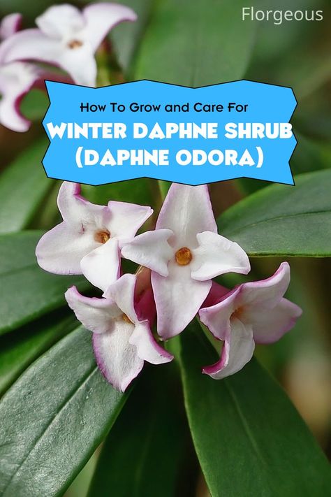 Winter Daphne Winter Daphne, Daphne Flower, Daphne Odora, Daphne Shrub, Late Winter, Flowering Shrubs, Evergreen Shrubs, Best Practices, Early Spring