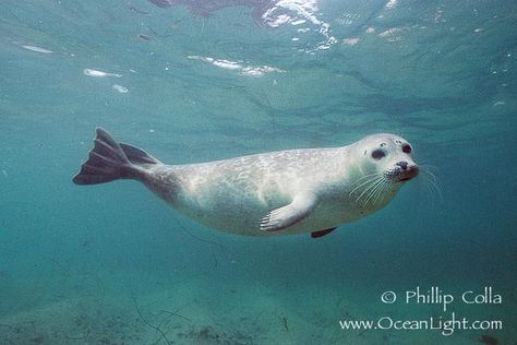 Harbor Seal- Image for Painting Monk Seal, Harbor Seal, Cute Seals, Animal Reference, A Seal, Animal References, Sea Lion, Sealife, In The Ocean