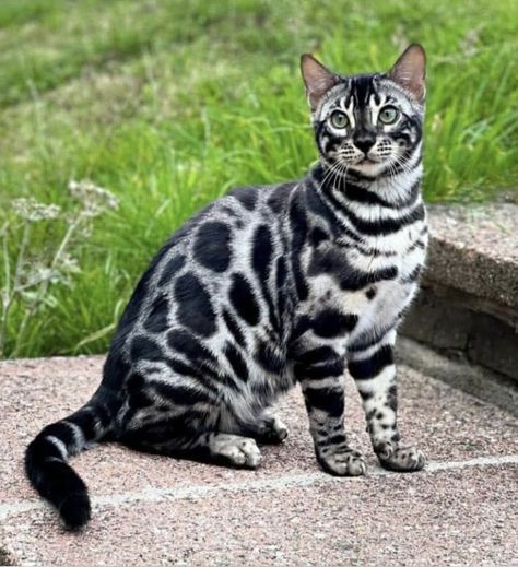 Cats With Unusual Markings, Cool Cat Photos, Unique Cat Patterns, Cats With Cool Markings, Cat With Unique Markings, Animals With Unique Markings, Unique Cat Colors, Unique Looking Cats, Wcue Morph Inspiration