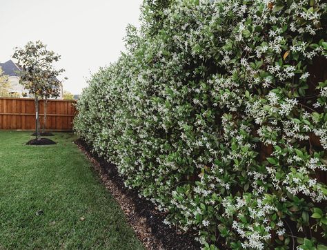 Star Jasmine Trellis, Houston Garden, Ivy Wall, Privacy Plants, Jasmine Plant, Star Jasmine, Beautiful Yards, Fence Landscaping, Garden Inspo