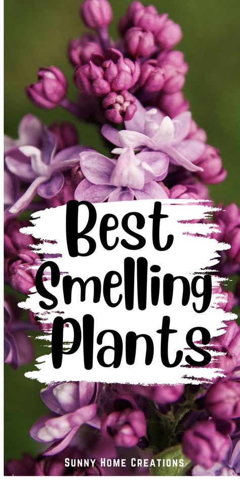 Best Smelling Flowers, Lilac Plant, Smelling Flowers, Raised Flower Beds, Flower Bed Designs, Fragrant Garden, Aromatic Plant, Fragrant Plant, Vegetable Gardens