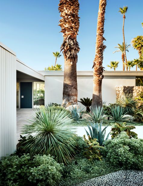 Steven Harris Architects | Palm Springs Residence | Photo by Scott Frances Palm Springs Front Yard, Palm Springs Landscape, Palm Springs Landscaping, Palm Springs Garden, Spring Landscaping, Hampton Garden, Tropical Backyard, Palm Springs Style, Dry Garden