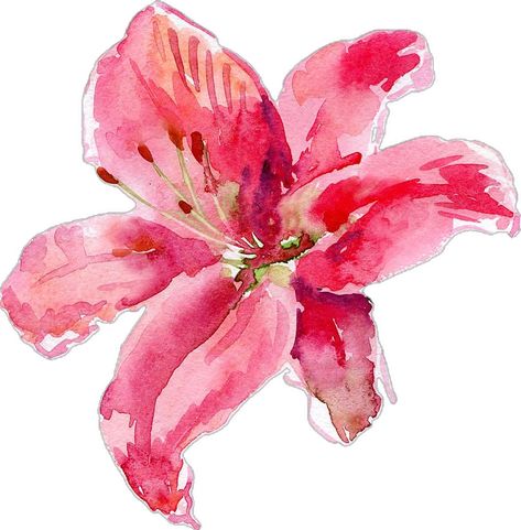 Lily Drawing, Watercolor Lily, Lilies Drawing, Botanical Flower Art, Lily Painting, Abstract Wallpaper Design, Flower Icons, Pink Watercolor Flower, Drawing Wallpaper