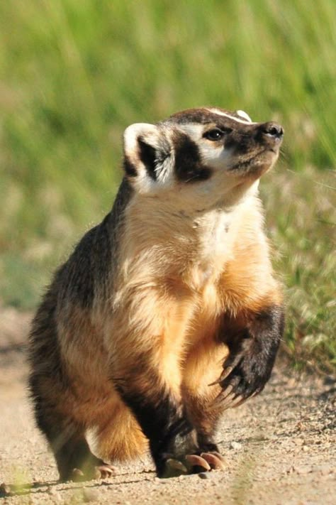 American Badger, Animal Poses, North American Wildlife, Animals To Draw, Animal Study, Interesting Animals, Cool Animals, Animal Reference, Unusual Animals