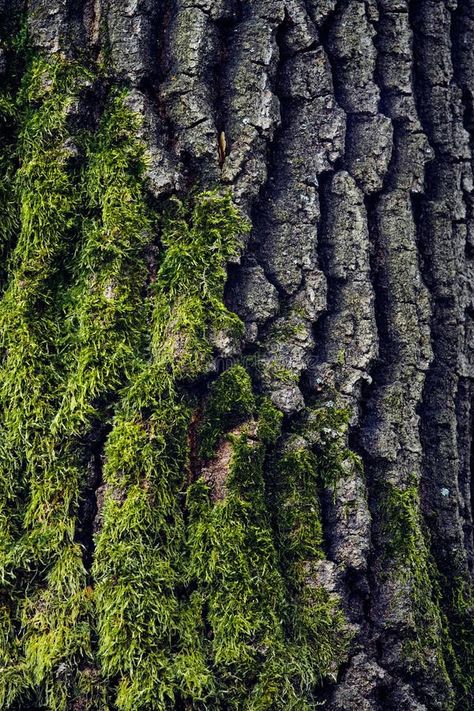 Tree bark with moss, close-up texture royalty free stock photography Photography Texture Ideas, Textural Photography, Textures Of Nature, Texture In Nature Photography, Structure In Nature, Nature Macro, Interesting Textures, Surfaces Photography, Natural Element