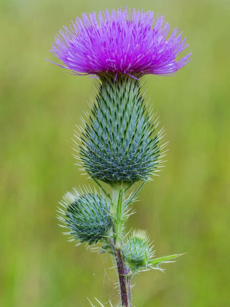 Cirsium vulgare (Spear Thistle) is a tall, biennial or short-lived monocarpic Thistle, forming a rosette of leaves and a taproot up to... Creeping Thistle, Weird Flowers, Thistle Plant, Flower References, Scotland National Flower, Thistles Art, Scottish Flowers, Greek Islands Vacation, Plants Uk