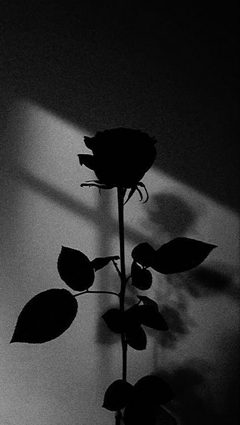 Feminine Energy Books, Aesthetic Noir, Wallpaper Iphone Dark, Cute Images For Wallpaper, Dark Background Wallpaper, Dark Black Wallpaper, Dark Feminine Energy, Black And White Photo Wall, Black Wallpaper Iphone Dark