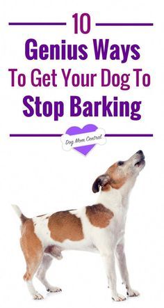 Lou Dog, Dog Bark, Stop Dog Barking, Dog Behavior Training, Positive Dog Training, Dog Behavior Problems, Basic Dog Training, House Training Dogs, Food Dog