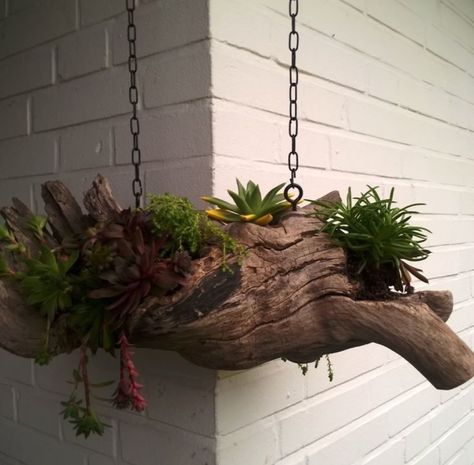 Driftwood Planters, Succulent Planter Diy, Driftwood Art Diy, Succulent Garden Diy, Succulents In Containers, House Plants Decor, Garden Yard Ideas, Hanging Garden, Succulents Diy