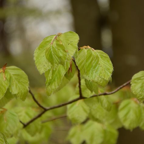 Young beech leaves are so green I'd make a salad of them. Are they edible? #podbukovc #forestmagic #beechtree #spring Beech Leaves, Make A Salad, Mountain Farm, Beech Tree, Salad, Green, Quick Saves, Instagram