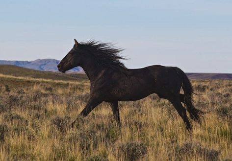 Mustang Horse Aesthetic, Black Horse Aesthetic, Black Mustang Horse, Dark Brown Horse, Black Mustang, Horse Running, Equestrian Aesthetic, Mustang Horse, Into The West