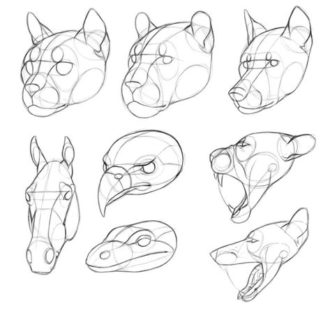 Artwork Not Made By Me Mythical Creatures Reference, Animal Drawing Anatomy, Animal Anatomy Study, Gesture Drawing Animals, How Draw Animals, Animal Art Tips, Animal Anatomy Reference, Animal Anatomy Drawing Study, Animal Atonamy