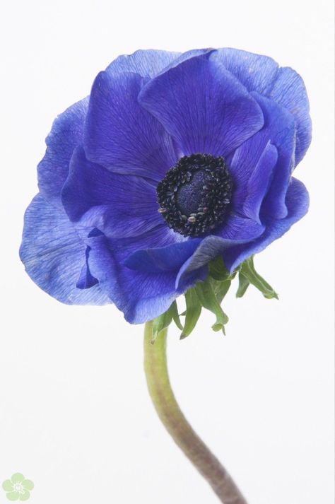 blue anemone Anemone Coronaria, Fashion Degree, Blue Anemone, Anemone Flower, Brooklyn Wedding, Language Of Flowers, Under Maintenance, Hiccup, Flower Ideas