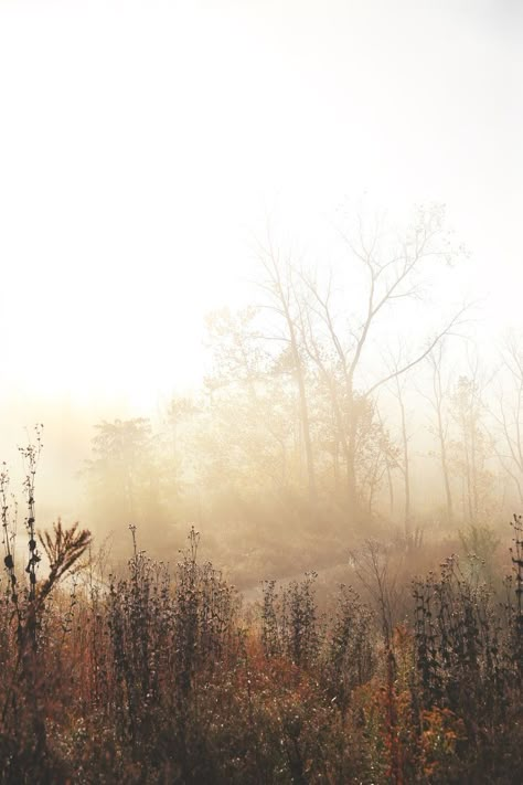 Cold Forest, Landscape Photography Nature, The Mist, Environment Concept Art, English Countryside, Autumn Aesthetic, Pretty Places, Autumn Inspiration, Painting Inspiration