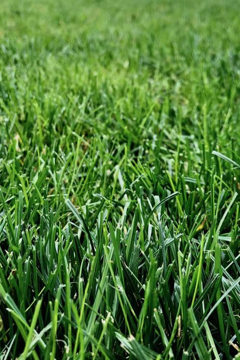 How To Grow Grass, Best Grass Seed, Apple Images, Bermuda Grass, Growing Grass, Perennial Grasses, Grass Wallpaper, Grass Background, Types Of Grass