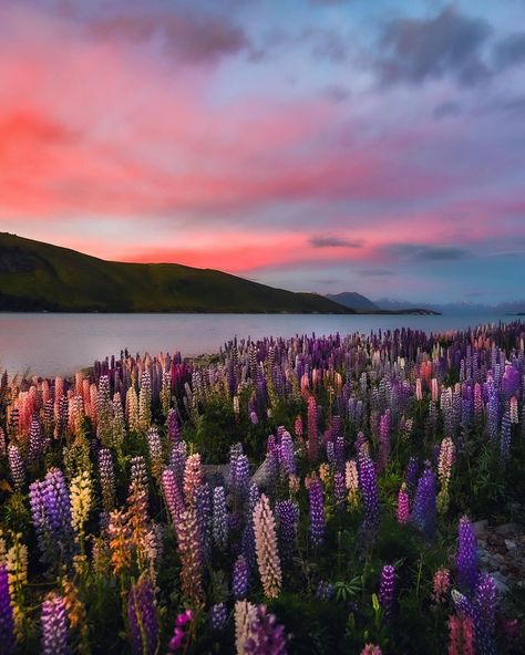 Preppy Slippers, New Zealand Flowers, New Zealand Aesthetic, Lake Tekapo New Zealand, New Zealand Lakes, Tekapo New Zealand, Nz South Island, Abraham Lake, New Zealand Landscape