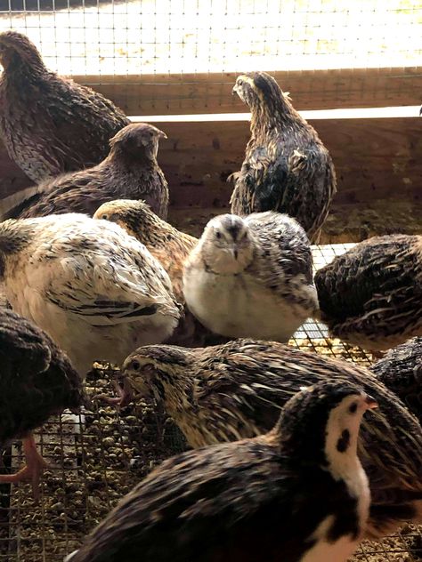 Juvenile Assorted Coturnix Quail are available! If you're looking for quick eggs, chicks, meat or just fun, then these quail are what you need. Orders placed now reserve birds for the 2021 hatch season. https://purelypoultry.com/juvenile-assorted-coturnix-quail-p-1222.html or call (920) 472-4068 #flockmyworld #quail Quail Aesthetic, Pet Quail, Quail Meat, Quail Farm, Quail Farming, Quail Chicks, Luxury Horse Barns, Button Quail, Quail Coop