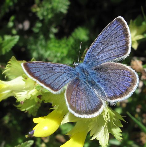 Mazarine Blue: Cyaniris semiargus Macro Fotografia, Mazarine Blue, A Bugs Life, Nature Living, Butterfly Bedding, Bugs Life, Flying Flowers, Love Butterflies, Earth Angels