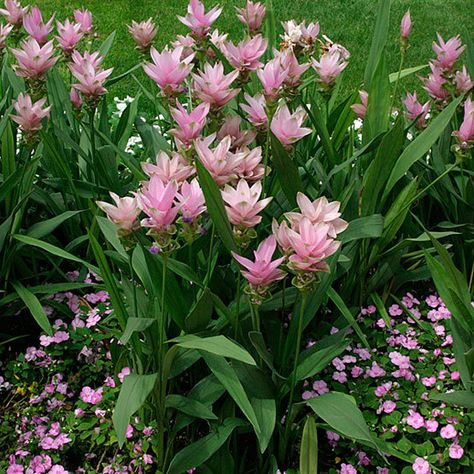 Curcuma Plant, Cedrus Deodara, Hydrangea Quercifolia, Oakleaf Hydrangea, Hydrangea Macrophylla, Plant Guide, Fine Gardening, Black Eyed Susan, Summer Flowers