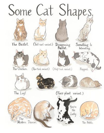 Cat Language, 강아지 그림, Cat Drawings, Drawing Faces, Cat Facts, Cat Eyes, Cats Illustration, Dessin Adorable, Cute Animal Drawings