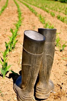 Country Living - corn rows, hard work Corn Farm, Milk The Cow, Corn Field, Life On The Farm, Farm Living, Country Love, Love Country, Country Women, Farms Living