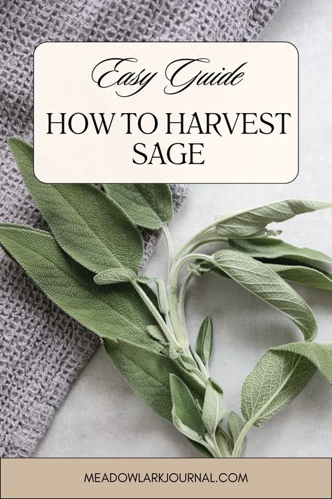 how to harvest sage Propagating Sage, Harvesting Sage, Propagate Basil, Herb Planting, Propagate Rosemary, Sage Uses, Growing Sage, Garden Sage, Growing Mint