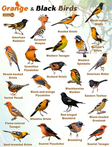 Orange and Black Birds – Facts, List, Pictures Names Of Birds, Backyard Birds Watching, Backyard Birds Sanctuary, Orange Birds, Pig Breeds, List Of Birds, Birds Photography Nature, Bird Facts, Bird Types