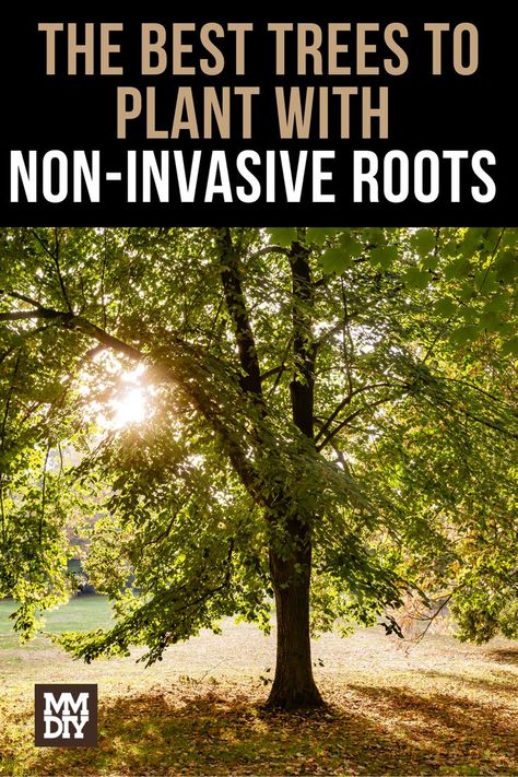 The Best Trees to Plant with Non-Invasive Roots Shrub Landscaping Ideas, Shrubs For Shaded Areas, Front Of House Shrubs, Shrubs Landscaping Ideas, Shrub Landscaping, Shrub Trees, Shrubs In Front Of House, Shrubs In Pots, Trees With Roots