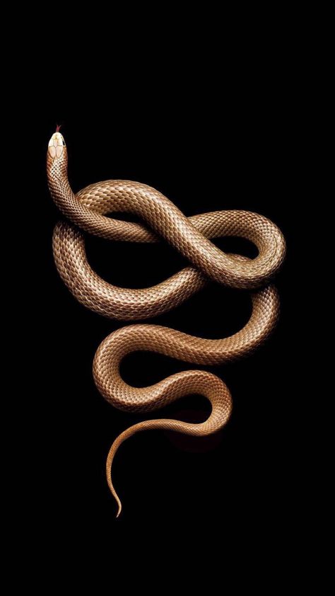 Python Snake Aesthetic, Gold Snake Wallpaper, Golden Snake Aesthetic, Snake Asethic, Black And Gold Aesthetic Wallpaper, Pics Of Snakes, Snake Aesthetic, Snake Wallpaper, Golden Snake