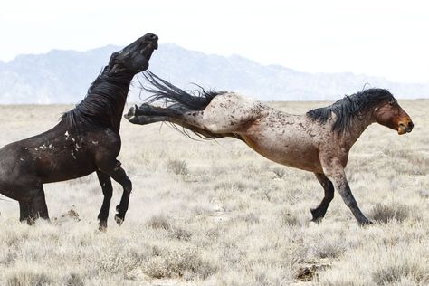 Horse Kicking, Spooky Horse, Horse Reference Photos, Mustang Makeover, Shiny Chariot, Horse Spirit, Training Horses, Prey Animals, Horse Reference