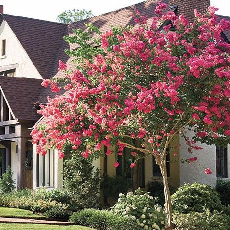 Southern Gardening Tips: Crepe Myrtle, Crape Myrtle, Flowering Trees Crepe Myrtles, Crepe Myrtle Trees, Myrtle Tree, Crepe Myrtle, Garden Stairs, Crape Myrtle, Secret Gardens, Ornamental Trees, Beautiful Flowers Garden