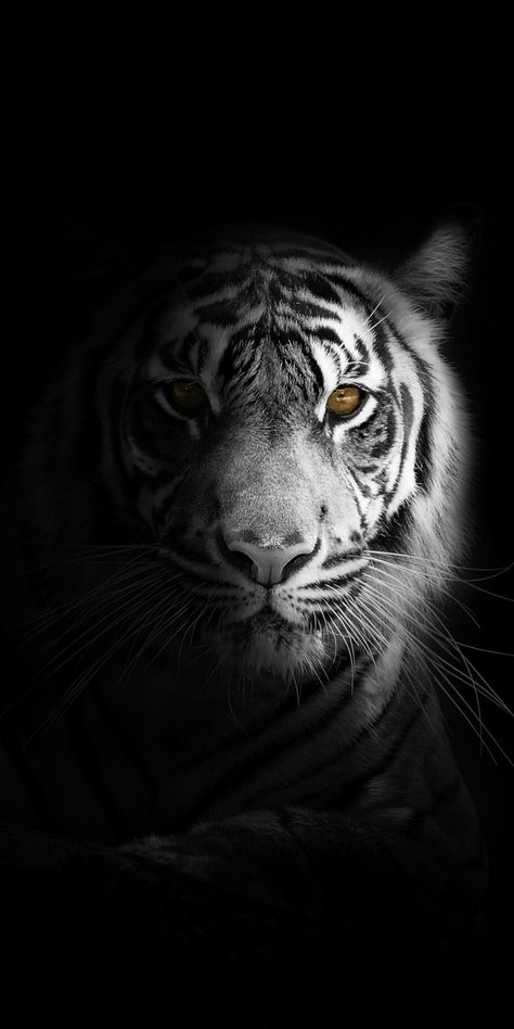 Portrait, minimal, white tiger, dark Wallpaper Tiger Wallpaper, White Tiger, White Photo, In The Dark, Wallpaper Iphone, I Hope, Wallpapers, Black And White, Iphone