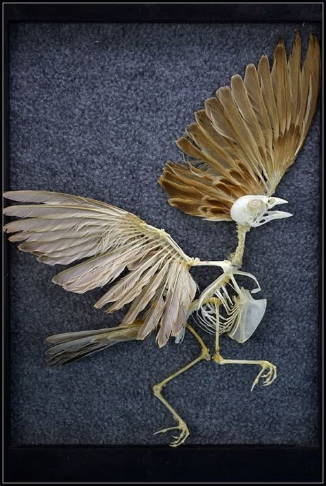 Bird Skeleton, Bird Bones, Bird Taxidermy, Alevel Art, Visual Reference, A Level Art Sketchbook, Vulture Culture, Manga Drawing Tutorials, Bone Art