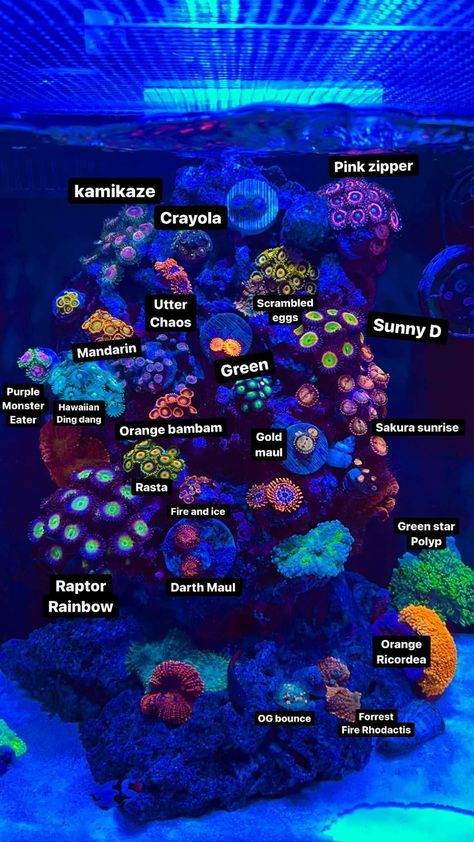 Aquascape Reef Tank, Aquarium Coral Reefs, Saltwater Fish Tanks Design, Fish Tank Saltwater, Saltwater Aquarium Design, Clownfish Tank Ideas, Salt Water Fish Tank Ideas Living Rooms, Saltwater Reef Tank, Coral Reef Aquarium Saltwater Tank